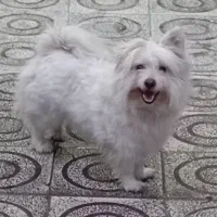 پاکوتاه سفید ماده