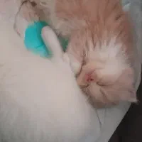 گربه ی پرشین|گربه|رشت, هلال احمر|دیوار