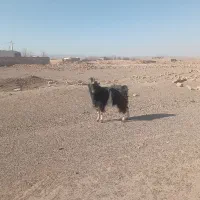 نربزشیرازی