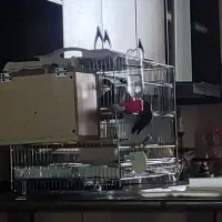 معاوضه طوطی