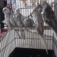 عروس هلندی آلبینوخالص ایزابلا لوتینوگلباقالی سخنگو