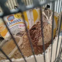 تعویض یک عدد بلدرچین|پرنده|شیراز, طلاب|دیوار