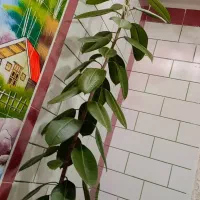 گل خانگی|گل و گیاه طبیعی|مارگون, |دیوار