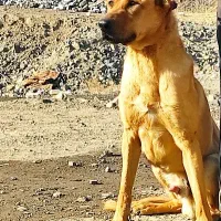 واگذاری سگ نژاد خاص