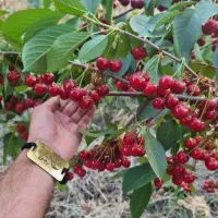 تولید نهال آلبالو مجارستان|خدمات باغبانی و درختکاری|شاهین دژ, |دیوار