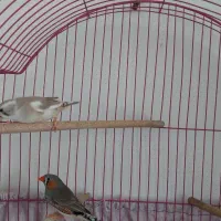 جفت فنچ دونسته و کارداده