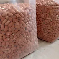 بادوم زمینی تازه ارسال از آستانه اشرفیه