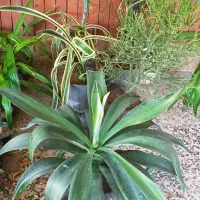 گل و گیاه فروشی|گل و گیاه طبیعی|چابهار, |دیوار