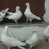 کبوتر|پرنده|آذرشهر, |دیوار