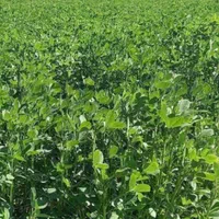 تخم علف بمی محلی اصلی کشاورز|خدمات باغبانی و درختکاری|کهنوج, |دیوار