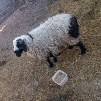 بره نر|حیوانات مزرعه|درمیان, |دیوار