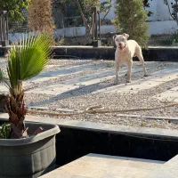 پیتبول فقط جهت کشش|سگ|شهریار, ابراهیمآباد|دیوار