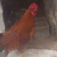 خروس آماده یک عدد سر کله دار