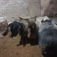 میش|حیوانات مزرعه|لاران, |دیوار