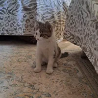 بچه گربه|گربه|تهران, جنتآباد مرکزی|دیوار