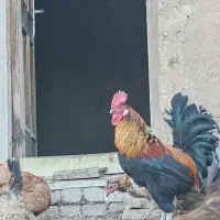 خروس اصیل|حیوانات مزرعه|سامن, |دیوار