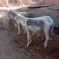 خراروم|حیوانات مزرعه|نیشابور, شهرکهنه|دیوار