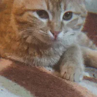 گربه میکس دی اس اچ و اسکاتیش