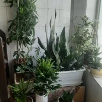فروش گل و گیاه