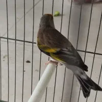 سهره قناری نر آبدانان|پرنده|ایلام, |دیوار