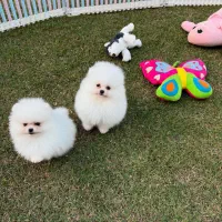 پامرانین ۷۰ روزه