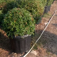 بربرس جعبه 50 لوکس