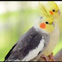 عروس هلندی نر و ماده همراه با چهار تا تخم