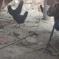 مرغ و خروس