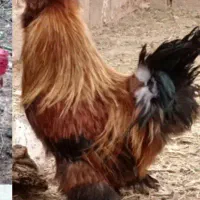 خروس درجه یک نژاد دار