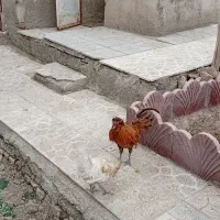 سلام۲عددخروس