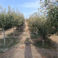 درخت سیب بهاره