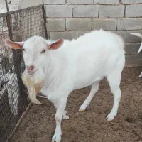 تکه کل اصل سانن