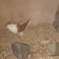 کبوتر|پرنده|بجنورد, |دیوار