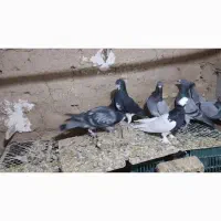 کبوتر دورگ|پرنده|ششده و قره بلاغ, |دیوار