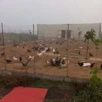 خروس و مرغ شیش ماهه محلی گیلان