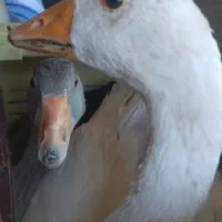 فروش یک جفت غاز