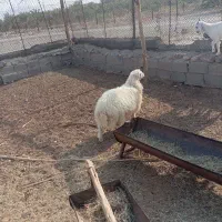 بره و کهره