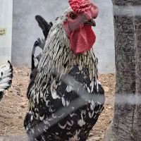 خروس لری چهل تاج شیک