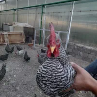 مرغ و خروس|حیوانات مزرعه|شبستر, |دیوار