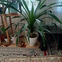 گل پاندانوس با رشد خوب، شاداب و سالم