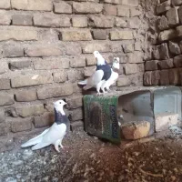 کفتر|پرنده|سده (خراسان جنوبی), |دیوار