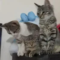 بچه گربه جهت واگذاری