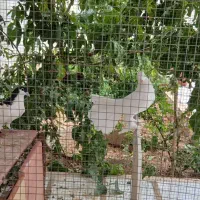 دم چطری|پرنده|صدرا-فارس, فاز ۱|دیوار