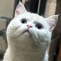 گربه بریتیش ۶ میلیون|گربه|ارومیه, |دیوار