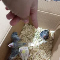 جوجه عروس هلندی سرلاکی