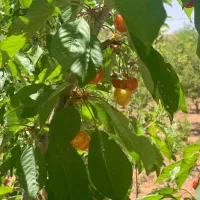 فروش ۱۲۰۰ مترمربع زمین کودیان