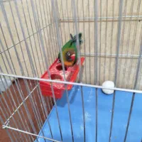 کوتوله برزیلی|پرنده|شیراز, کوشک میدان|دیوار