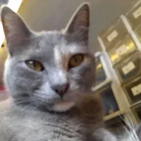 گربه گمشده|حیوانات|بندر انزلی, خوش پیک|دیوار