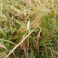 گندم بذری درجه یک