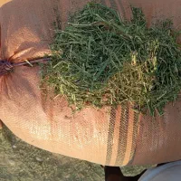 یونجه‌ سبز بهبهان|لوازم جانبی حیوانات|رامهرمز, |دیوار